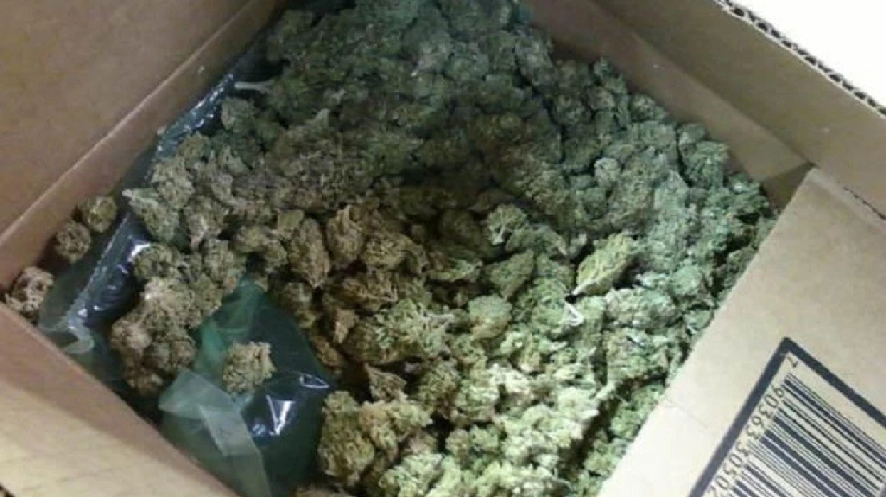 MSH  Disa kompani për kultivimin e kanabisit do të humbasin licencat e punës