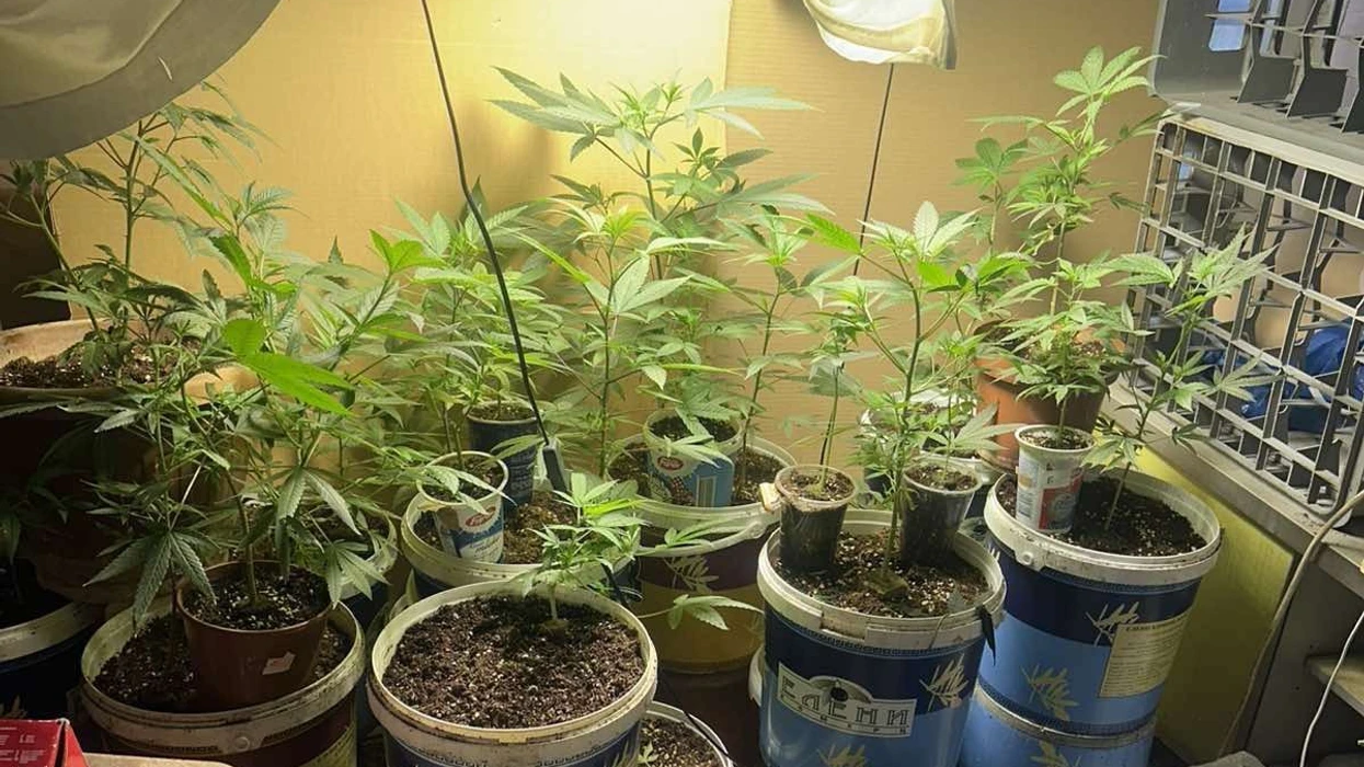 Bastisje në Shkup  gjenden drogë dhe kultivime kanabisi  ndalohet një person