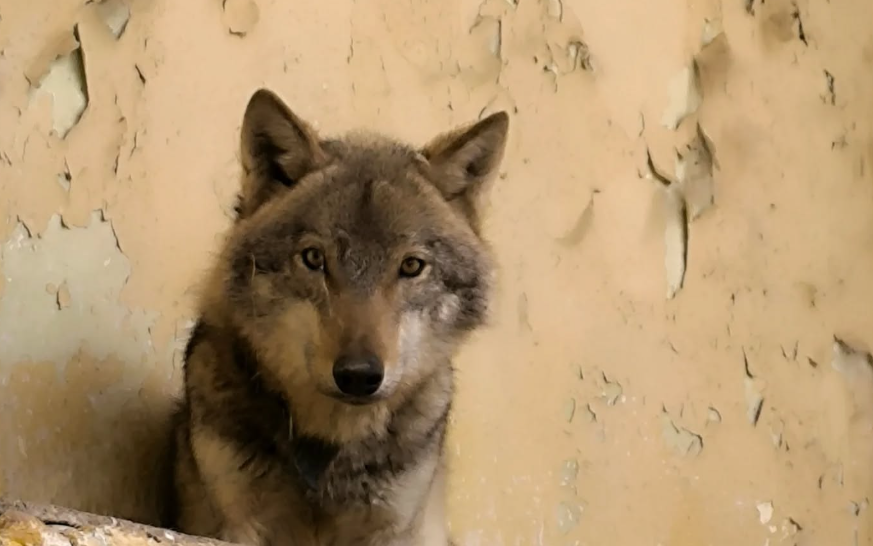 E konfirmon Kopshti Zoologjik në Shkup  Kafsha e kapur në Kozle është ujk dhe jo qen  është në gjendje jo të mirë