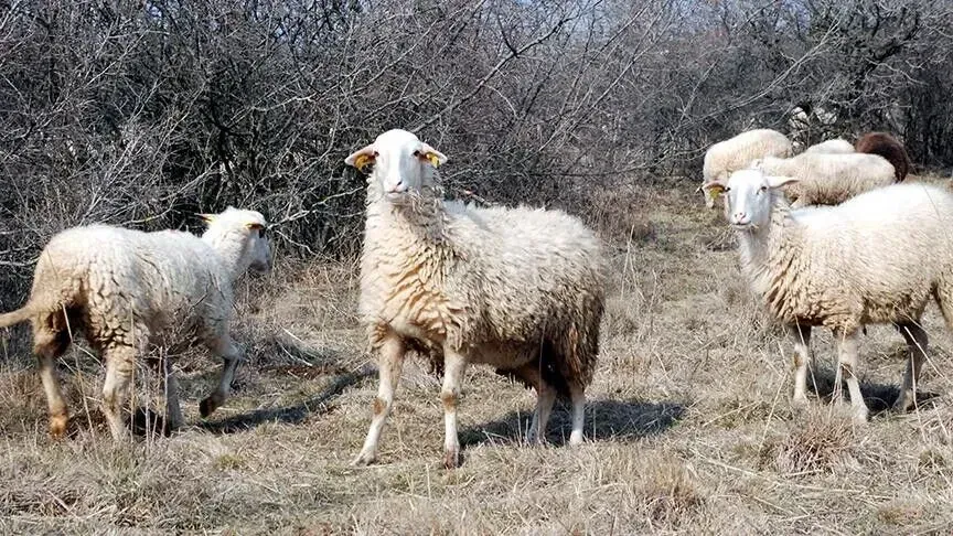 Maqedoni e Veriut  rriten rastet e sëmundjes së lisë te delet dhe dhitë  por pa  rrezik për njerëzit 