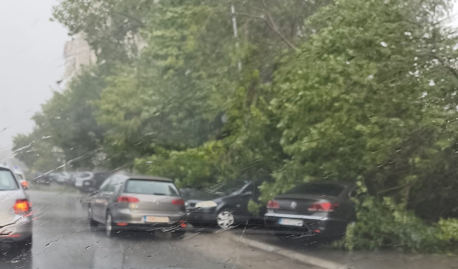 Momente dramatike në Shkup  Era e fortë rrëzon pemë  dëme në vetura