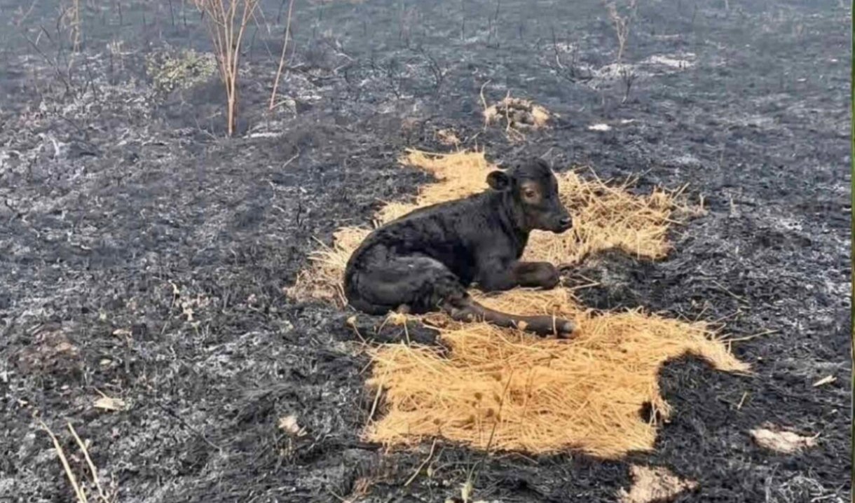 Zjarrfikësit e Shkupit shpëtuan një viç nga zjarri i madh në malin e Kitkës