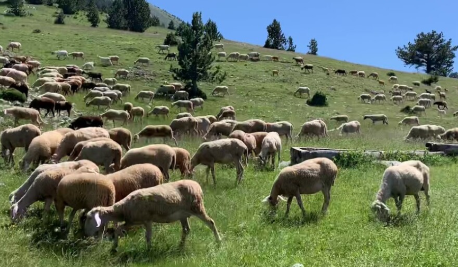 AUV për linë te delet dhe dhitë  Kafshët e prekura do të asgjësohen  vaksinimi pa autorizim do të sanksionohet