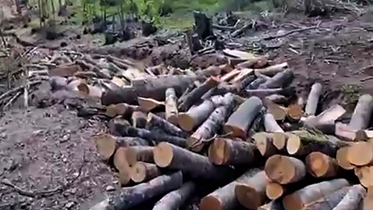 Kallëzim penal ndaj një burri nga Struga  Organizoi prerje të paligjshme të pyllit  ku humbi jetën një punëtor