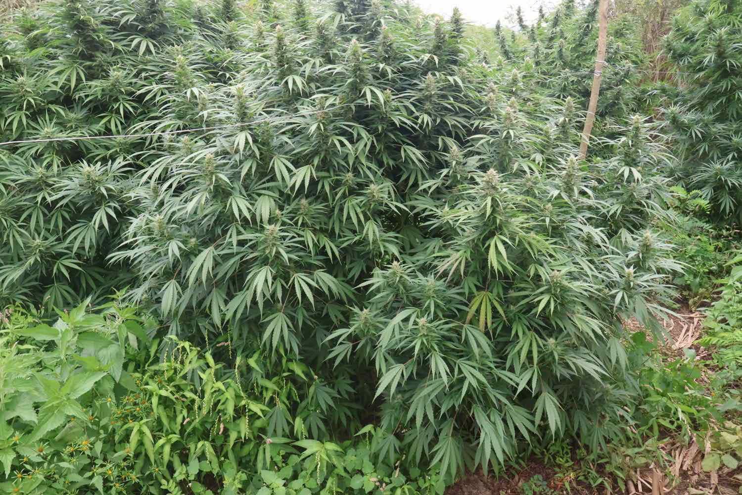 Policia zbuloi plantacion ilegal me kanabis në RMV  u arrestuan dhe persona dhe u konfiskuan 680 kilogramë bimë