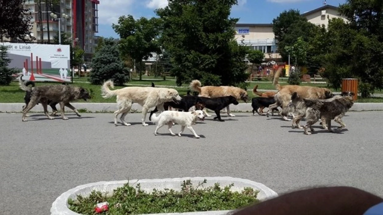Gjatë gushtit në Shkup janë kapur dhe trajtuar 101 qen endacak