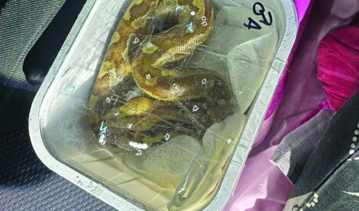 Dogana ndalon kontrabandën e gjarpërinjve  Mes tyre edhe specie helmuese